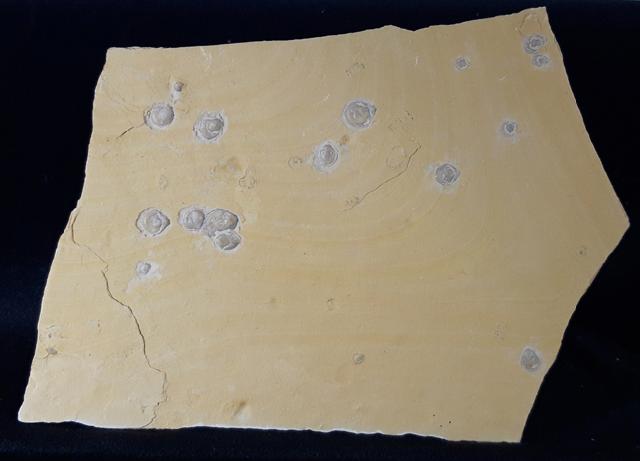 Terebratula sp. MUELLER 1776 - Bild &copy; FossNet FossilienStore